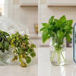 A hyper-realistic photograph illustrating the stark contrast between improperly stored and perfectly preserved fresh soft herbs on a clean kitchen counter. On the left, dark, wilted basil and yellowing, limp cilantro decay in a plastic bag or crisper. On the right, vibrant green basil stands in water in a glass jar, next to crisp cilantro neatly arranged on a paper towel in a sealed clear container. The scene is brightly lit, emphasizing the textural and color differences.